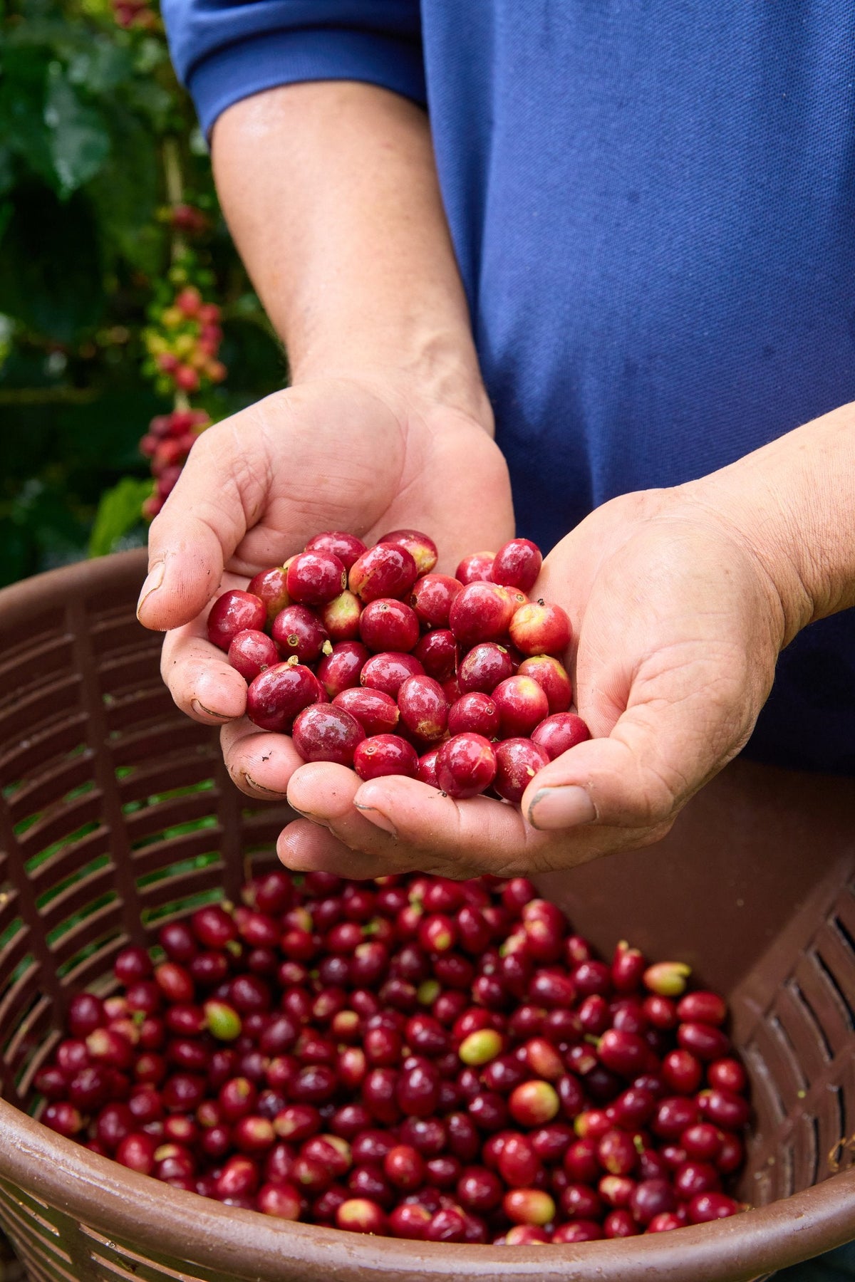 Hands holding freshly picked red coffee cherries over a harvest basket, Matagalpa, Nicaragua