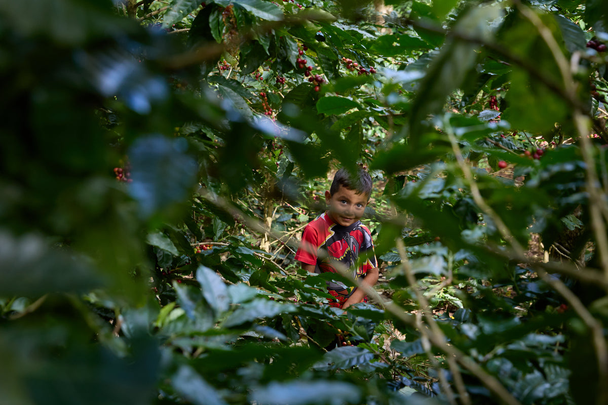 A Catholic family coffee farm in the mountains of Nicaragua, where Knights Coffee is grown